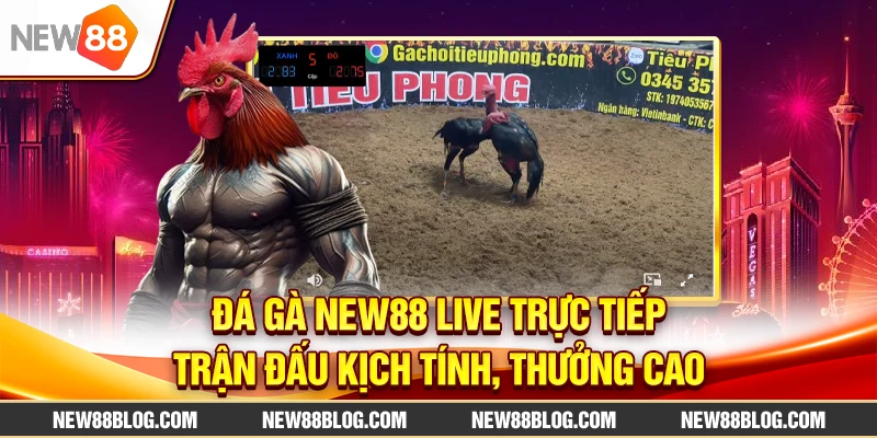 Đá Gà New88 Live Trực Tiếp: Trận Đấu Kịch Tính, Thưởng Cao