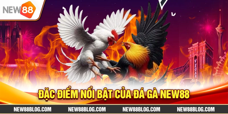 Đặc điểm nổi bật của Đá Gà New88