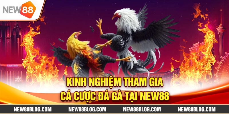 Kinh nghiệm tham gia cá cược đá gà tại New88